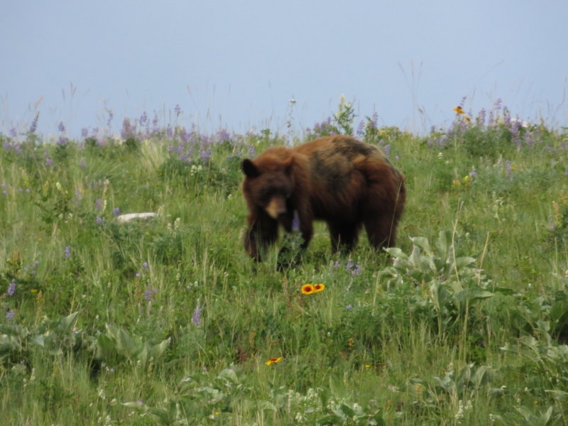 Black bear on Red Rock Canyon Road.