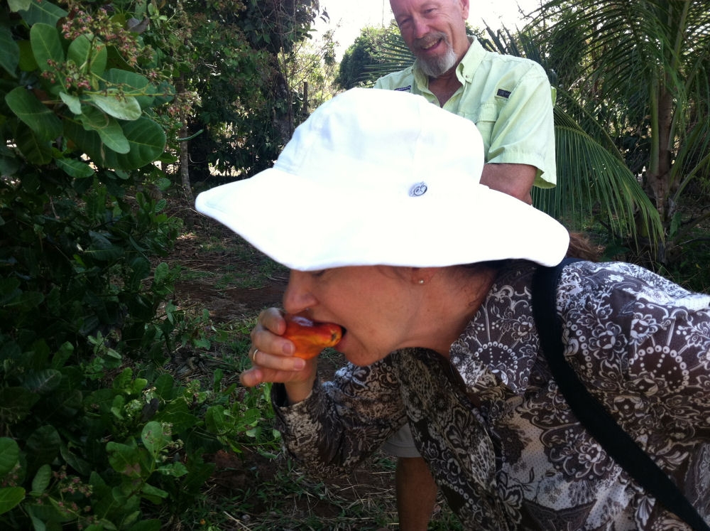 The cashew fruit is juicy and sweet. The nut, which grows in a pod at the end of the fruit, must be roasted to be edible. David Ahrend was amused to see Candy deal with the profuse amount of juice in this fruit.