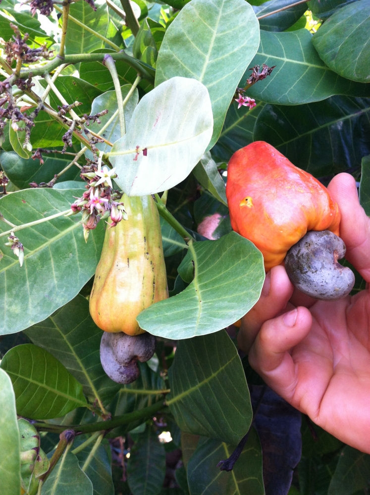 The cashew fruit is photogenic and unique, not to mention nutritious.