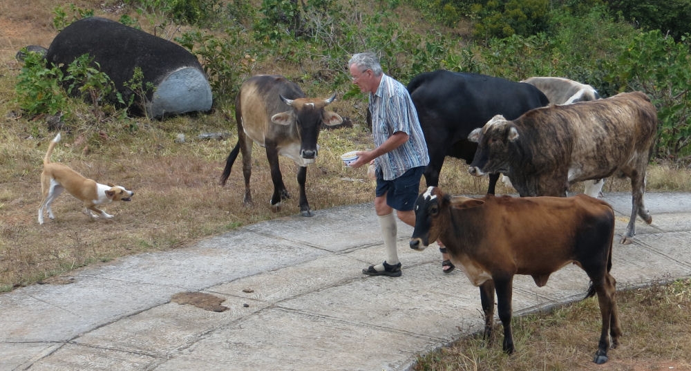 Chris McCall tends to his small herd of cattle. He also has chicken and two dogs.