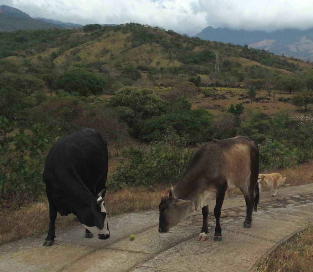 These cows must have been pretty bored to be interested in the dog's tennis ball.