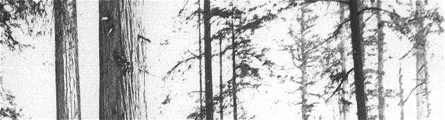 pic8.jpg