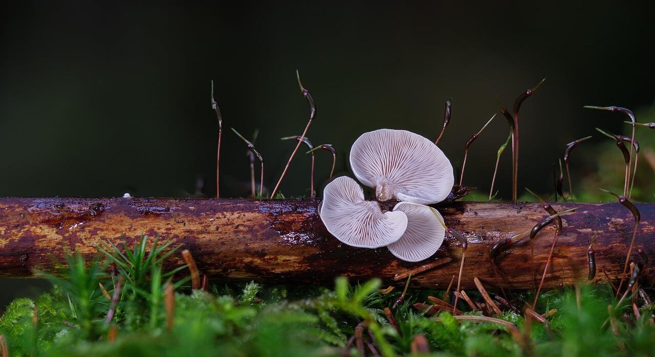mushrooms-7623871_1280_624.jpg
