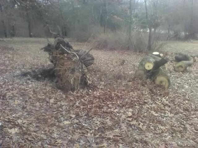 old-oak-tree-640x480_640.jpg