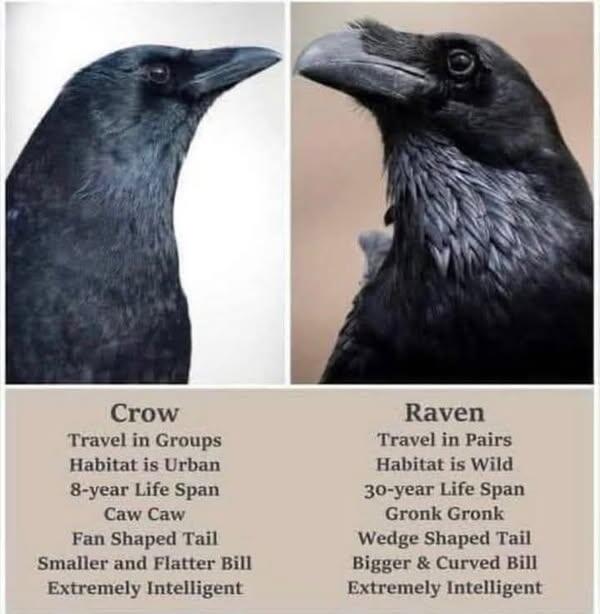 crow-raven_696.jpg