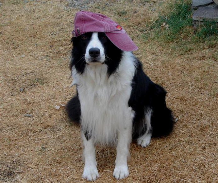 eelen_dog_759.jpg