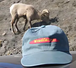 bighorn1