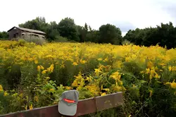 goldenrod r
