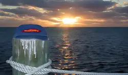 pelican